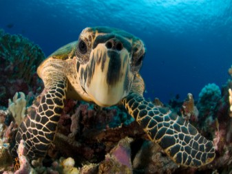 Turtle Sanctuary