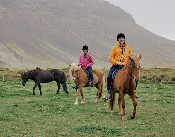 Icelandic horse